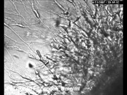 Nerve Regeneration in fibrin-based hydrogels
