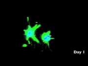 Confocal microscopy of 3-D cell cultures in fibrin hydrogels