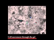Matrix stiffness affects cell spreading